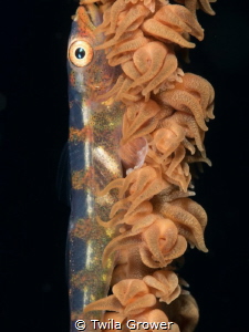 Hello fishie by Twila Grower 